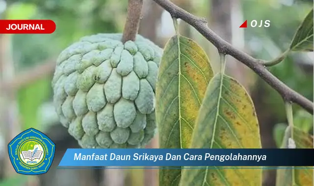 Ketahui 10 Manfaat Daun Srikaya dan Cara Pengolahannya untuk Kesehatan