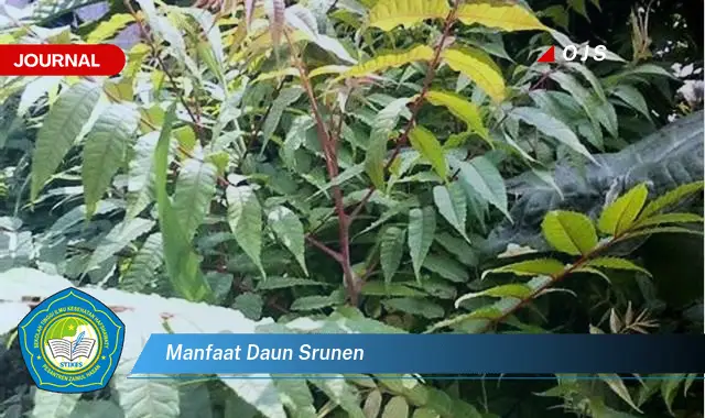 manfaat daun srunen