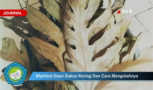 manfaat daun sukun kering dan cara mengolahnya