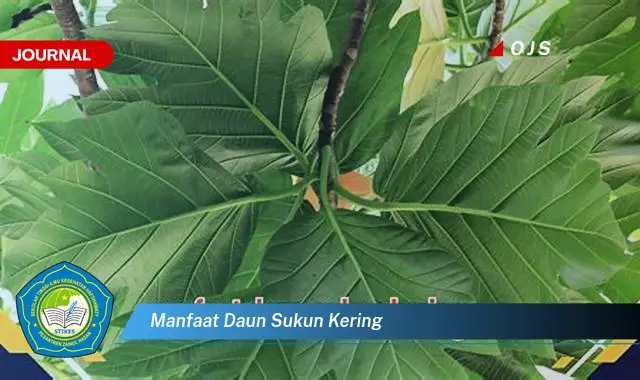 manfaat daun sukun kering