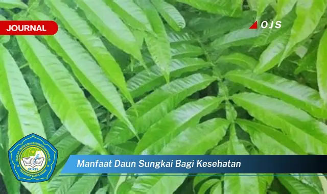 manfaat daun sungkai bagi kesehatan