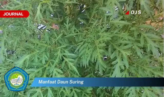 manfaat daun suring