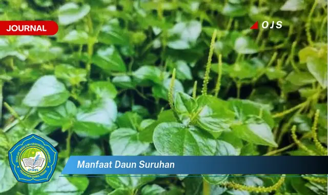 manfaat daun suruhan