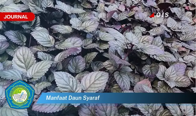 manfaat daun syaraf