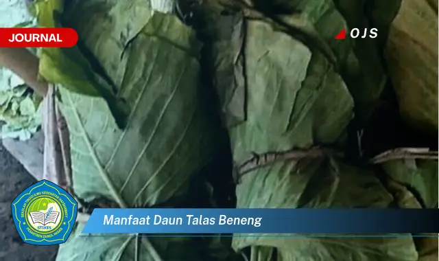 manfaat daun talas beneng