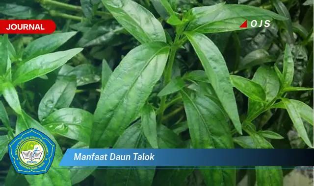 manfaat daun talok