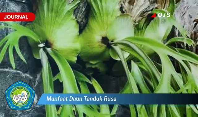 manfaat daun tanduk rusa