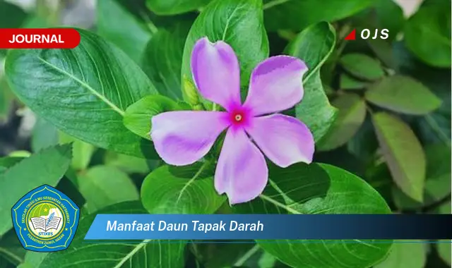 manfaat daun tapak darah