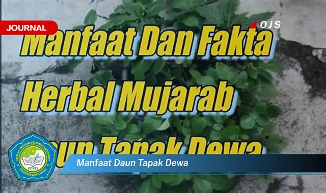 manfaat daun tapak dewa