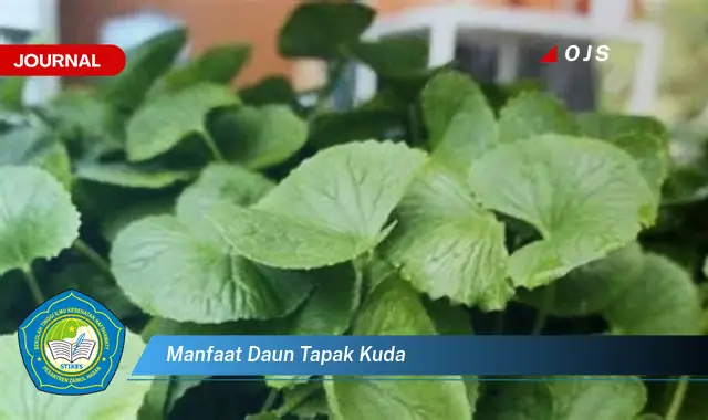 manfaat daun tapak kuda