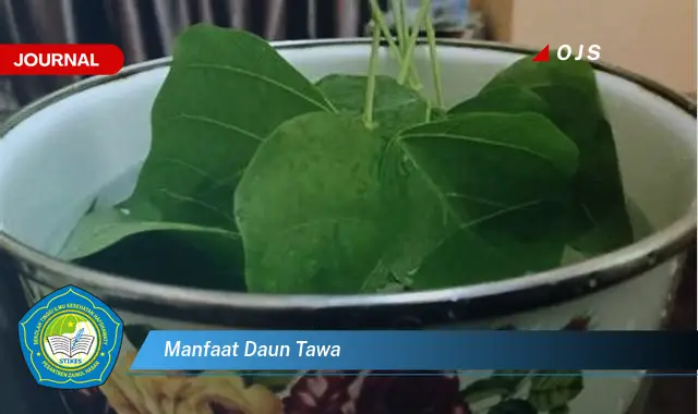 manfaat daun tawa