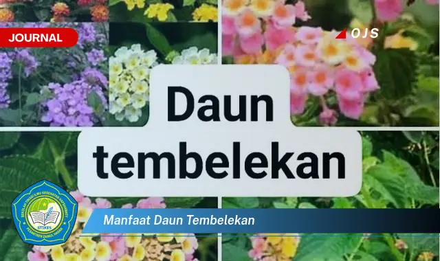 manfaat daun tembelekan