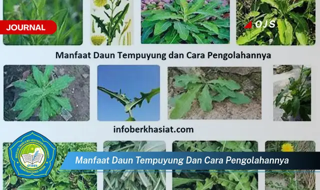 manfaat daun tempuyung dan cara pengolahannya