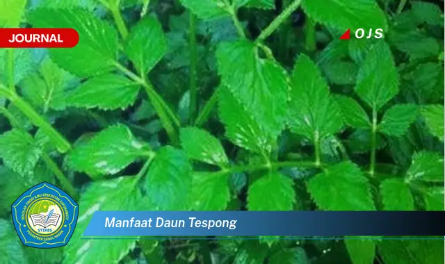 manfaat daun tespong