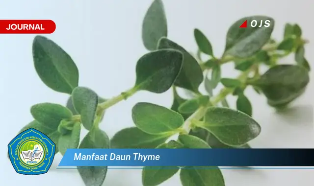 Ketahui 10 Manfaat Daun Thyme untuk Kesehatan Tubuh Anda