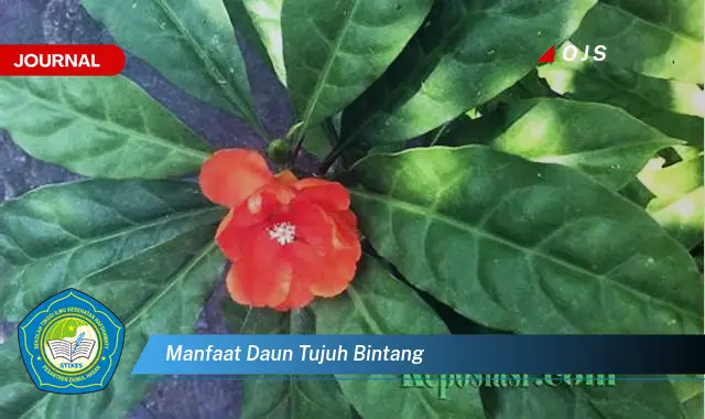 manfaat daun tujuh bintang