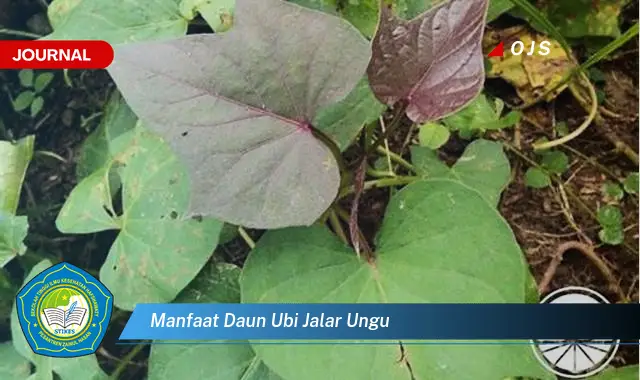 manfaat daun ubi jalar ungu