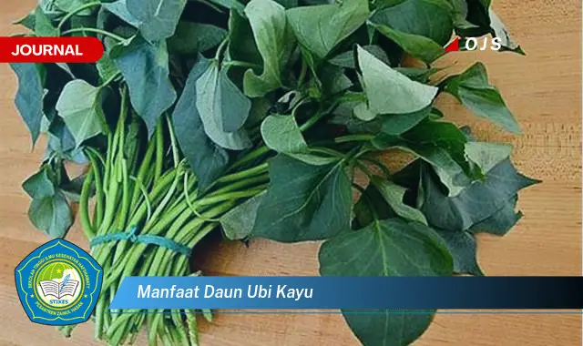 manfaat daun ubi kayu