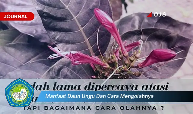 manfaat daun ungu dan cara mengolahnya