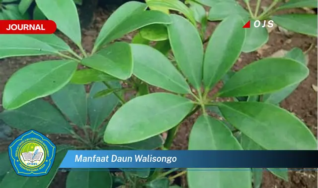 manfaat daun walisongo