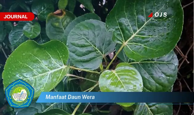 manfaat daun wera