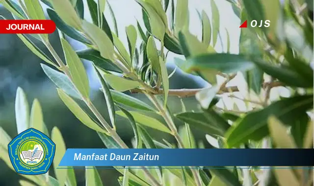 manfaat daun zaitun