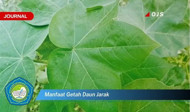 manfaat getah daun jarak