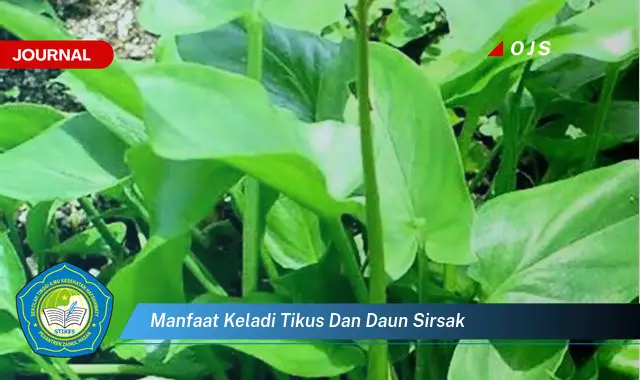 manfaat keladi tikus dan daun sirsak