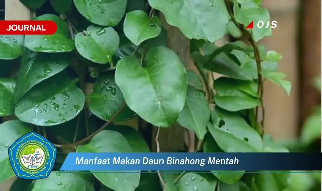 manfaat makan daun binahong mentah