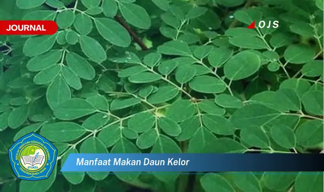 manfaat makan daun kelor