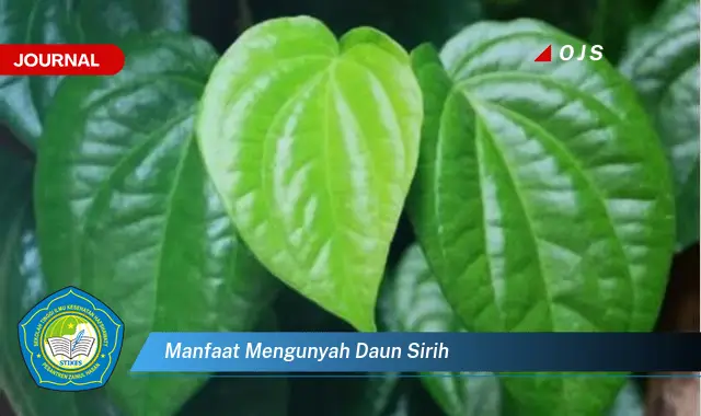 manfaat mengunyah daun sirih