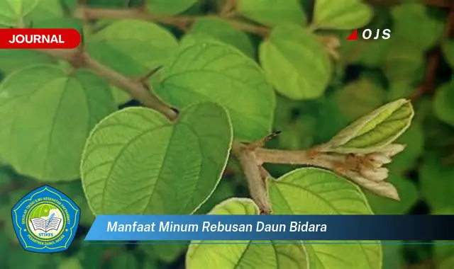 Banyak yang Belum Tau, Inilah 10 Manfaat Minum Rebusan Daun Bidara yang Jarang Diketahui