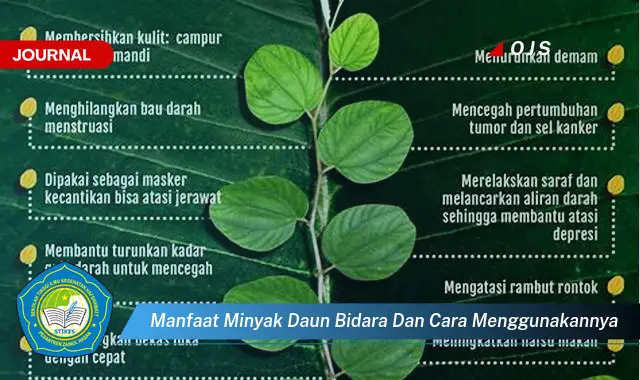 Ketahui 8 Manfaat Minyak Daun Bidara dan Cara Menggunakannya untuk Kesehatan Kulit dan Rambut