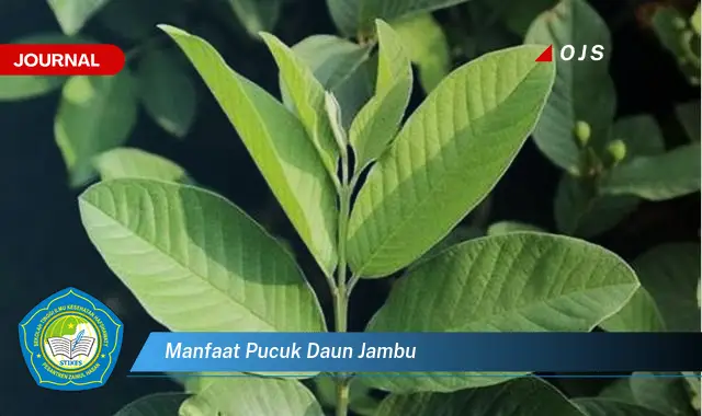 manfaat pucuk daun jambu