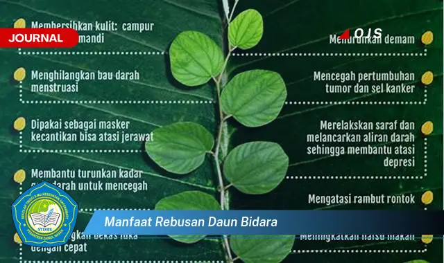 manfaat rebusan daun bidara