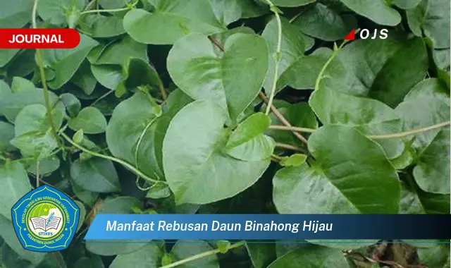 manfaat rebusan daun binahong hijau