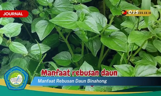 manfaat rebusan daun binahong