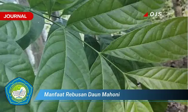 manfaat rebusan daun mahoni