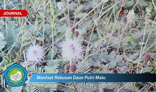 manfaat rebusan daun putri malu