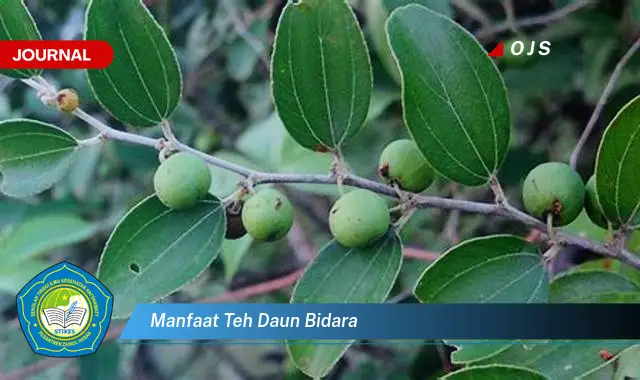 manfaat teh daun bidara