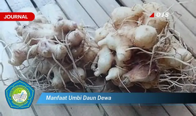 Ketahui 8 Manfaat Umbi Daun Dewa untuk Kesehatan Anda