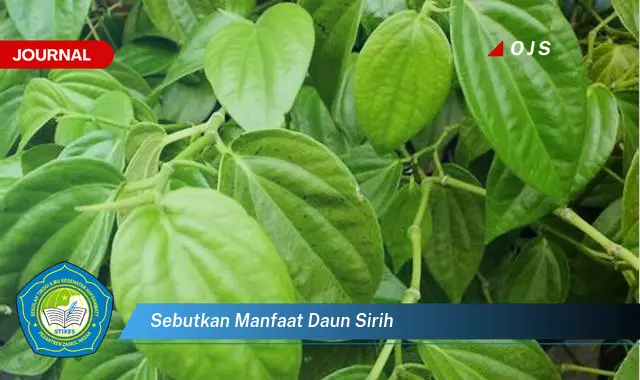 sebutkan manfaat daun sirih