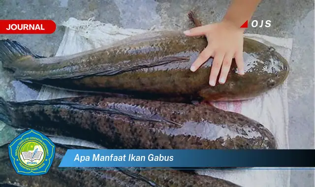 apa manfaat ikan gabus apa manfaat ikan gabus
