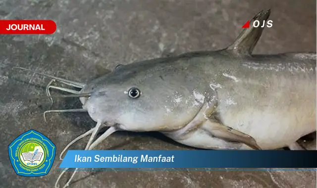 ikan sembilang manfaat