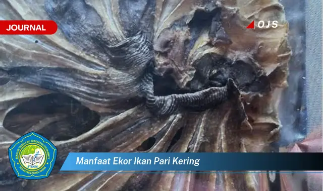 manfaat ekor ikan pari kering manfaat ekor ikan pari kering