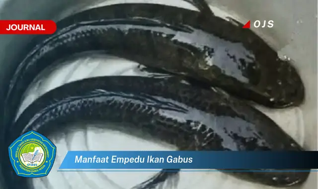 manfaat empedu ikan gabus