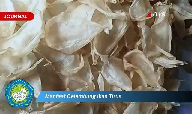 manfaat gelembung ikan tirus