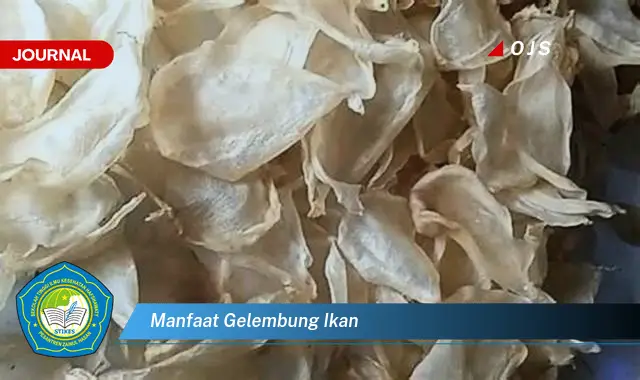 manfaat gelembung ikan