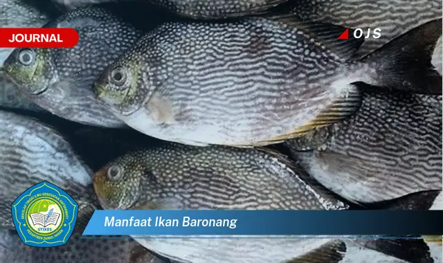 manfaat ikan baronang