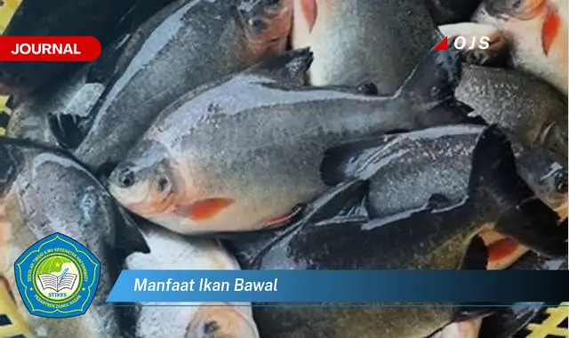 manfaat ikan bawal manfaat ikan bawal
